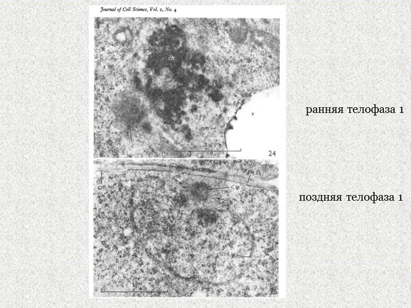 ранняя телофаза 1 поздняя телофаза 1
